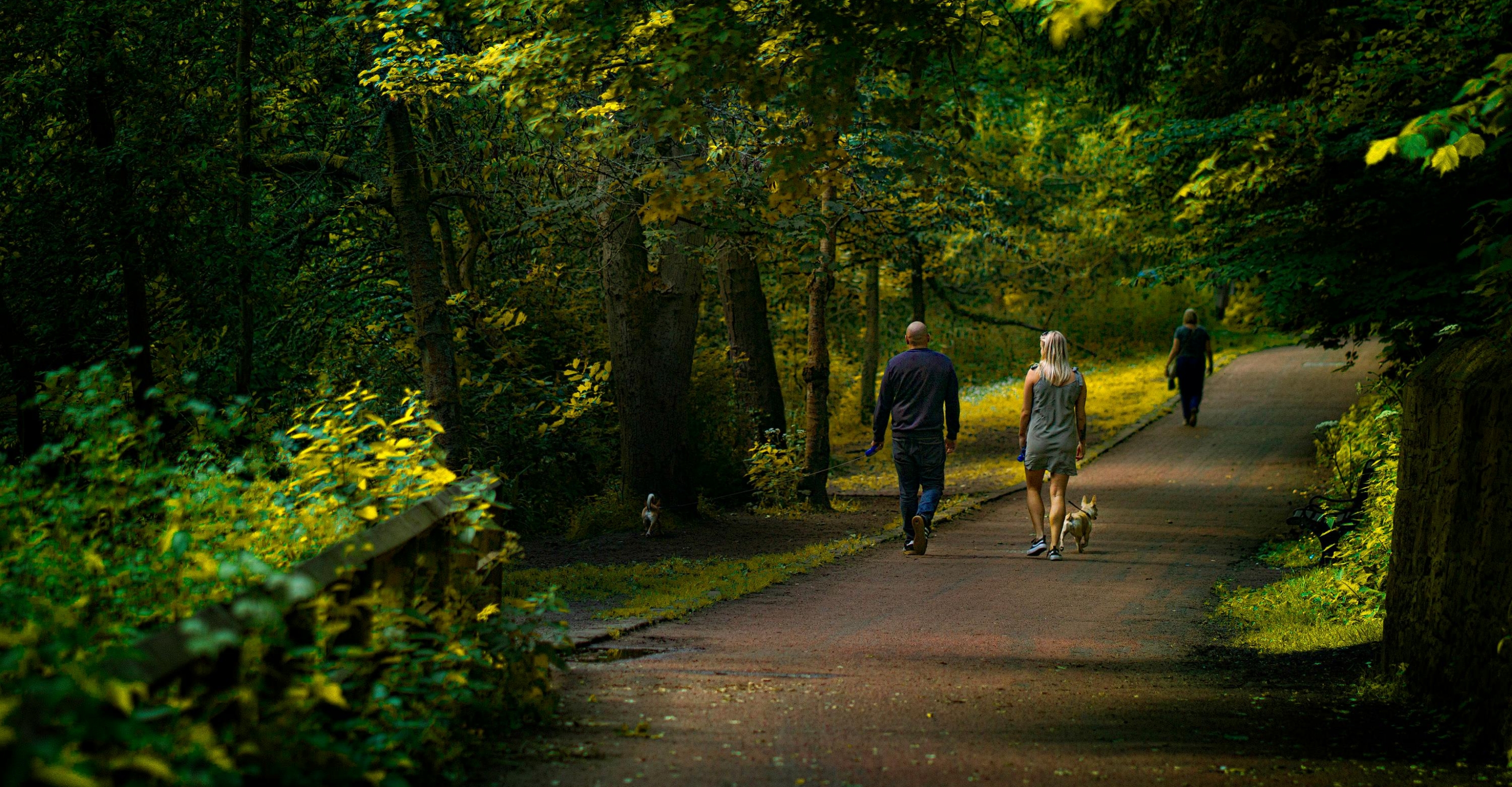 couple walking in the park with the dog
