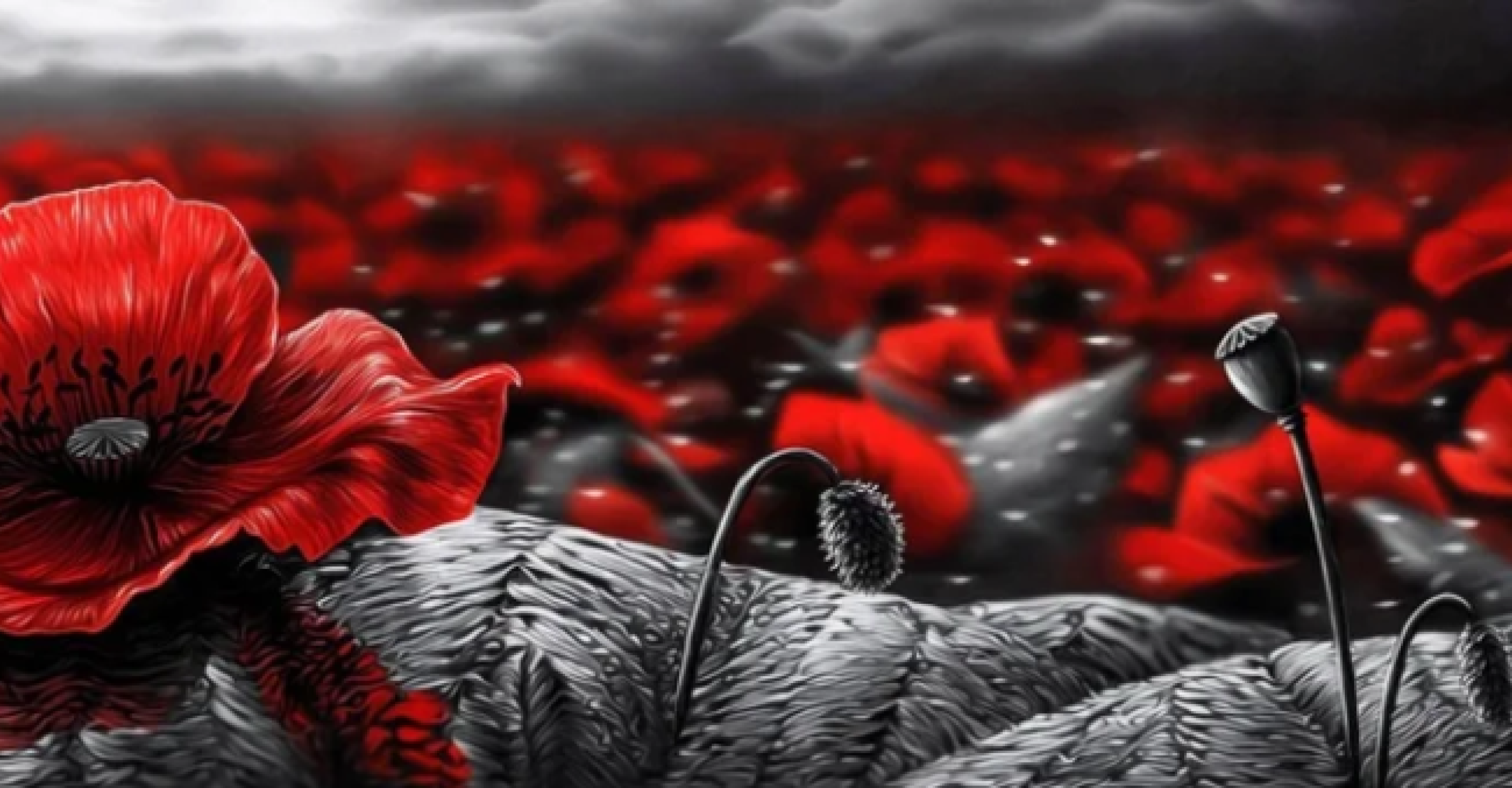 ANZAC poppy field