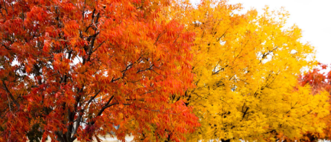Canberra Autumn