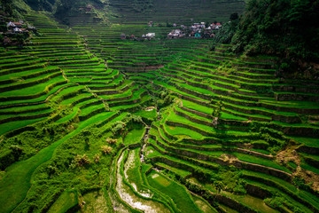 Philippine Terraces_Green